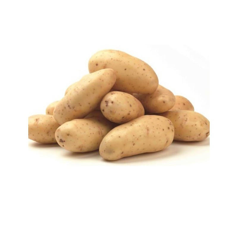 Yellow-fleshed potatoes from Sila Agria variety