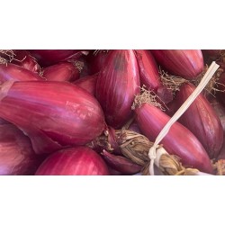 Red onion of Tropea IGP - 6 kg
